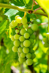 Photo of a branch of green vine grapes