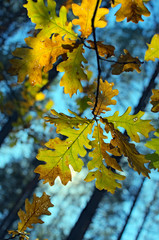 Colored oak leaves. Autumn forest. Soft photo