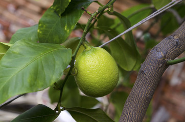 Home lemon tree