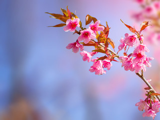 cherry flowers blooming on outdoor park