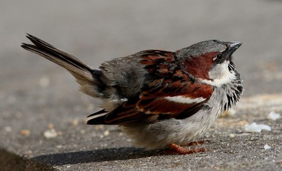 Male House Sparrow (Passer domesticus) in a funny pose