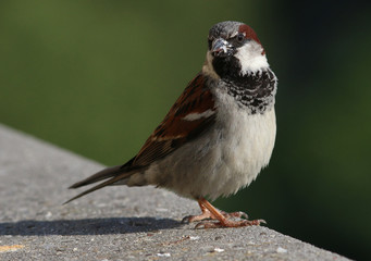 Male House Sparrow (Passer domesticus)