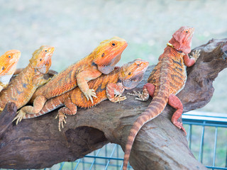 close up shot on colorful iguana lizard aninmal
