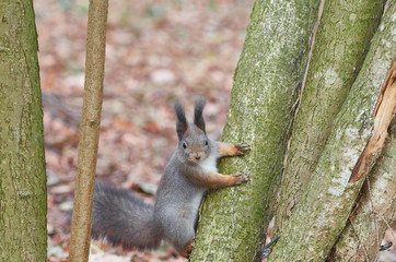 Eastern Gray Squirrel (Sciurus carolinensis) on the trunk of a mossy tree. Wildlife autumn background
