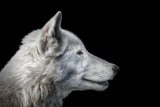 White wolf © shaunwilkinson