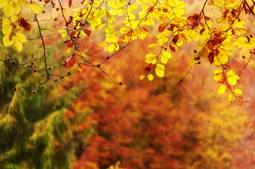 autumn background.  colorful leaves on tree branch  in deep  gold forest
