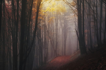 autumn landscape. mystery foggy forest