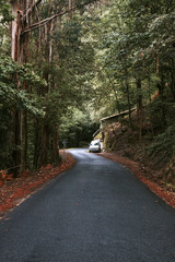 landscape road through the forest in autumn