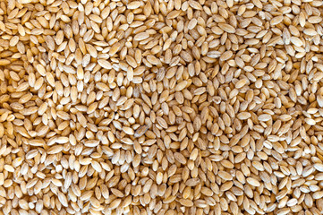 dry pearl barley as background