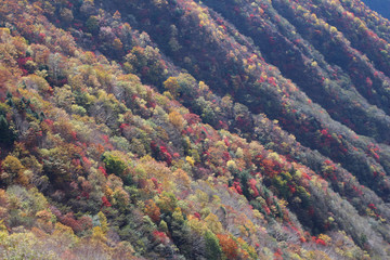 奥日光　半月峠から見た紅葉