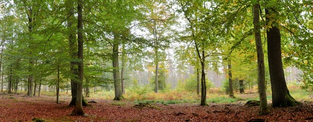 Fototapeta premium Vue panoramique dans la forêt de Saint-Amand-les-Eaux dans les hauts de France