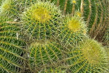 Cactus garden in the Lloret de mar, Costa Brava, Catalonia, Spain