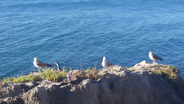 gabbiani su isola in mezzo al mare