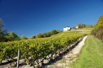 vignobles de monterminod