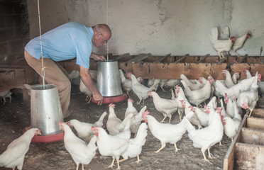 Farmer feeding big farm chickens