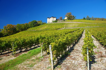 Fototapeta na wymiar vignes de monterminod