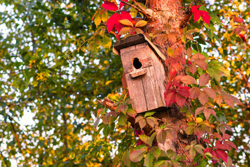 Nesting box hanging on the tree with red, yellow and purple leaves. Autumn natural background. Wooden birdhouse in the garden