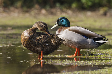 The female and the male Mallard (Anas platyrhynchos) on the shore of a lagoon.