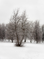 Fototapeta na wymiar park with trees in ice
