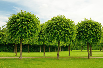 Fototapeta na wymiar Trees in the city Park.