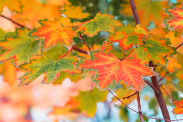 Colorful red, orange, green and yellow matples on a tree. Autumn background with copy space. Natural beautiful backdrop