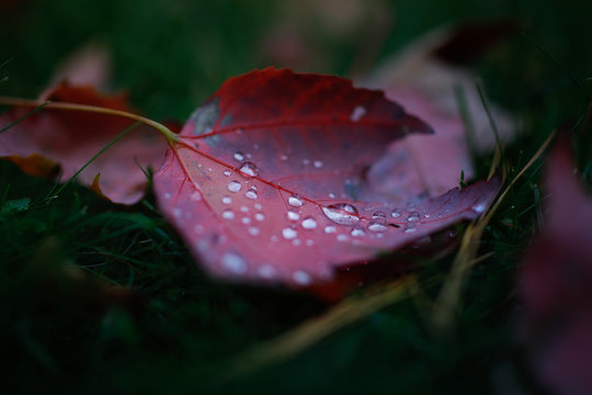 Autumn Rains