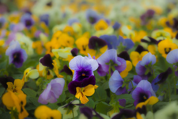 A field of pansies © monitor6