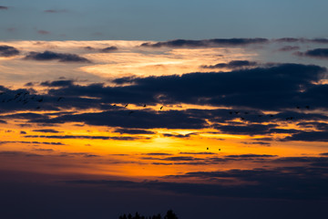 Fototapeta premium Birds flying in sunset