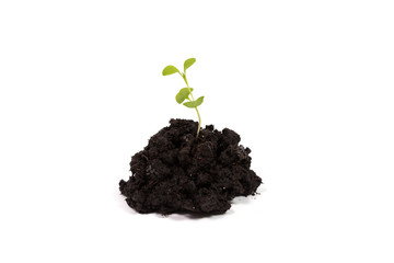 Heap dirt with a green plant sprout