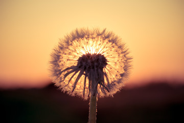 Dandelions in meadow at red sunset