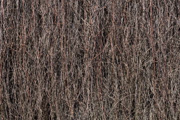 Dried branches on the building wall