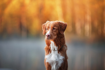 Nova Scotia Duck Tolling Retriever sitting in front looks. obedient dog outdoors