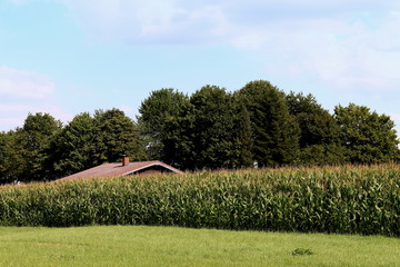 Hinterm Maisfeld schaut der Giebel der Hütte hervor