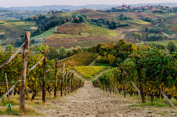 Vineyard of Langhe, in Piedmont, during harvest period in autumn - 124655827