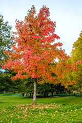 Naklejka premium Yellow and red leafs tree with foliage on the ground in a park in Paris, France.