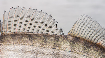 Zander Fish Scales and Fin Background © chernomorecpavel