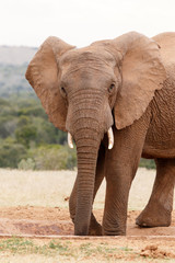 Fototapeta premium Elephant Standing and Posing while drinking water