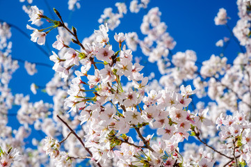 Cherry Blossom Festival