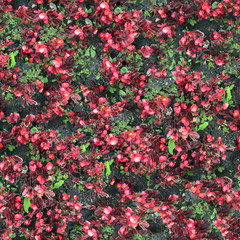 seamless texture of flowerbed