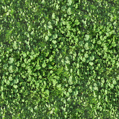 seamless texture of grass
