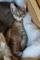 gray siberian cat lying in basket
