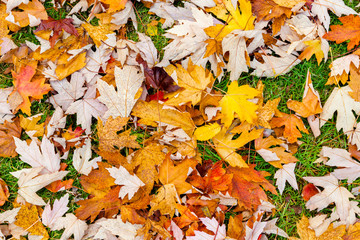 Autumn fall leaves in park