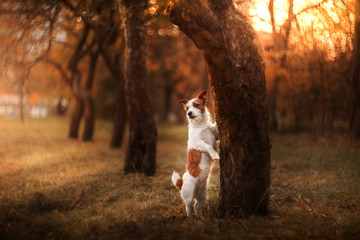 dog standing near a tree and sad, Jack Russell Terrier