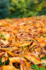 Leaves in park in fall season