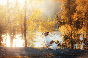 Jack Russell Terrier sitting in front looks
