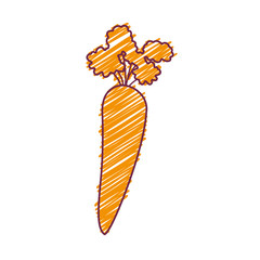 carrot vegetable healthy food icon over white background. draw design vector illustration