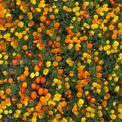 seamles texture of calendula