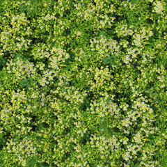 Obraz premium seamless texture of chamomile
