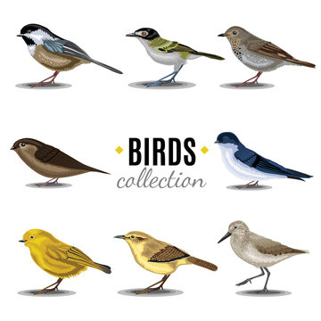 Birds collection. Sandpiper,swallow,trush, Vaux's-Swift, Vireo, Wren, Warbler, Wren