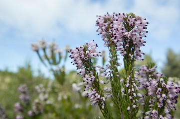 Common heather, Ling (Calluna vulgaris) plant